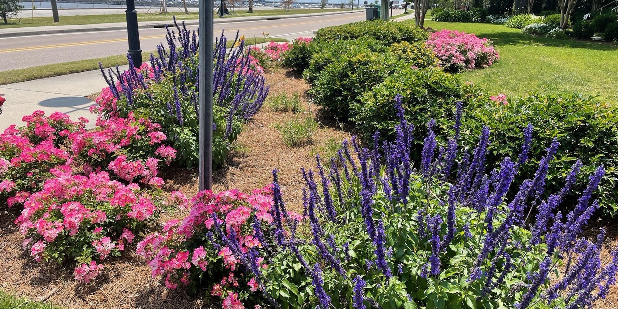 A vibrant Gulf Coast flower bed planted and maintained by Edrington Greenscapes