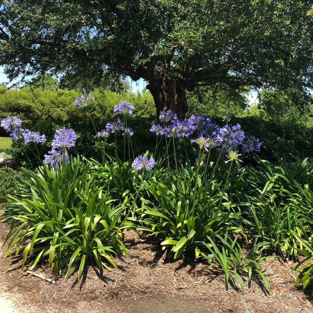 Agapanthus blooming under a live oak on a maintained property