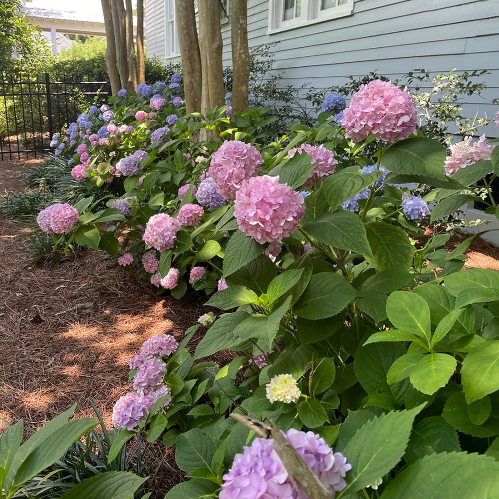 Full hydrangea blooms in a fresh mulch bed