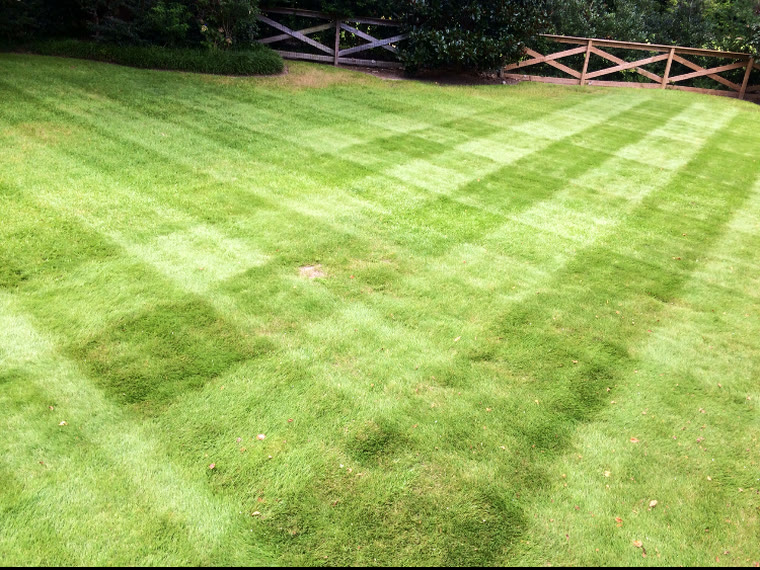 A residential lawn with fresh mowing stripes