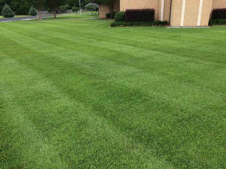 Crisp mowing stripes on a maintained commercial lawn