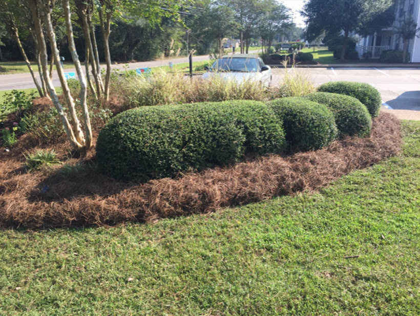 Freshly trimmed shrubs and a clean pine-straw bed along a Gulf Coast lawn
